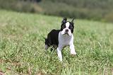 BOSTON TERRIER 117